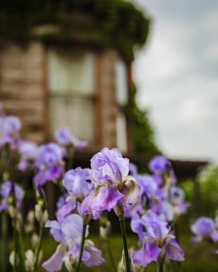 The Mansion At Elfindale Bed & Breakfast Springfield Ngoại thất bức ảnh